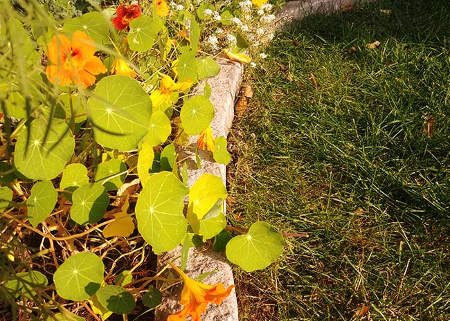 paysagiste brossard longueuil