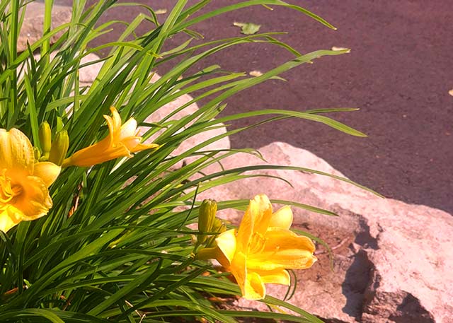 paysagiste longueuil saint-hubert brossard